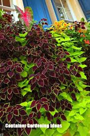 To trim your edible potato plants, pinch off the blossoms as soon as they appear on the plant, or snip them off with shears. Container Gardening Ideas For Your Home Plants Container Flowers Container Plants