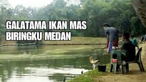 Kolam Pancing Galatama Ikan Mas Biringku Medan Youtube