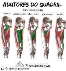 Rizella Lindoso Fisioterapeuta Repost Descomplicafisios Os Adutores Do Quadril Sao Parte Da Musculatura Interna E Se Estendem Dos Ossos Pelvicos Para A Regiao Do Femur