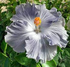 Pin On Hibiscus