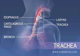 Most kidney or flank pain is felt around the location of the kidneys. Lower Respiratory System Respiratory Anatomy