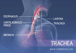 The liver is partly protected by the rib cage. Lower Respiratory System Respiratory Anatomy