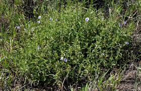 Image result for Barleria lancifolia