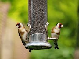 8 kitchen scraps safe to feed birds
