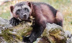 Get 15% off sale styles & apparel, use code summer21 at checkout! North American Wolverine Species Conservation