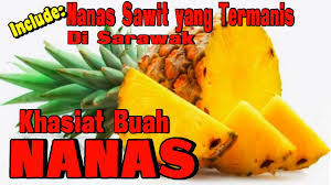 Simpan di dalam kulkas selama 1 jam. Khasiat Buah Nanas Nanas Sawit Yang Termanis Di Sarawak Youtube