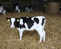 Farm Health Online Animal Health And Welfare Knowledge Hub Calf Pneumonia
