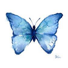 See watercolor butterfly stock video clips. Blue Butterfly Watercolor Painting By Olga Shvartsur