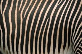 Zebra leopard cheetah giraffe safari tub bathtub wall art animal print decor bathroom unwind soak relax refresh unframed photos pictures. How To Decorate A Bathroom That Has A Zebra Curtain