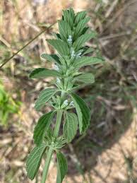 Image result for Leucas neuflizeana