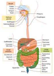 Image result for blood in stool human poop