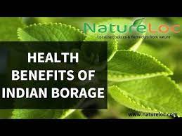 Panikoorka An Antipyretic Is Popularly Used In South Indian States To Alleviate Coughs And Colds In Children The Remedies Stuffy Nose Remedy Cough Remedies