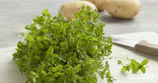 Pflanzen und tiere in deutschland. Vogelmiere Erkennen Und Sammeln Rezepte Fur Salat Pesto Aufstrich Und Mehr