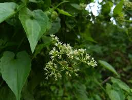 Image result for Mikania sagittifera