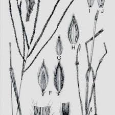 Image result for Digitaria ternata