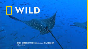 4 octombrie, ziua internationala a animalelor. Ziua InternaÈionalÄ A Animalelor 4 Octombrie National Geographic Wild Youtube