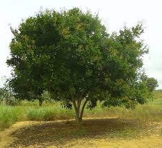 Image result for Sapindus saponaria