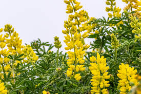 Pacific northwest flowers for bees. 20 Flowering Plants That Attract Bees Pollinator Friendly Plants