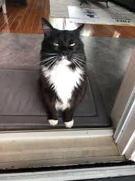 Check spelling or type a new query. 989 Xfm Lost A 5 Year Old Long Hair Tuxedo Cat In The Facebook