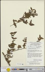 Image result for Mostuea