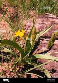 Image result for Hypoxis obtusa