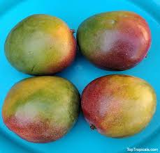 Image result for Mangifera