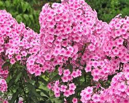 Phlox paniculata 'nora leigh' und 'mount fujiyama' im abendlicht. Hohe Flammenblume Phlox Paniculata Pflanzen Und Pflegen Mein Schoner Garten