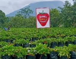 We did not find results for: Wisata Di Kebun Strawberry Sejuk Dan Menyegarkan Mata Rosoeco Com