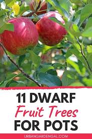 This effective, organic granular feed from espoma is amazingly versatile. 11 Dwarf Fruit Trees For Pots Growing Fruit Trees Dwarf Fruit Trees Growing Fruit