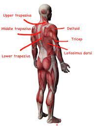 The terms rectus (parallel), transverse (perpendicular), and oblique (at an angle) in muscle names refer to the direction of the muscle fibers with respect to the midline of the body. Shoulder Muscles Anatomy Diagram Koibana Info Shoulder Muscle Anatomy Shoulder Anatomy Shoulder Muscles