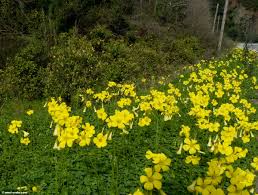 Image result for Oxalis pes-caprae