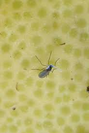 They seem to be limited to the soil and are not on the leaves. Fungus Gnats