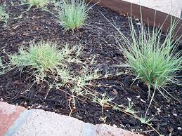 Buffalo Grass Vs Blue Grama Garden Inspiration Native Plants Edible Landscaping