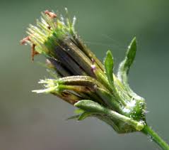 Image result for Bidens biternata