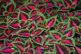 There are many plants with purple and green leaves. Green And Purple Leaves Green And Purple Green Purple