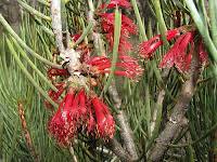 Image result for Antherothamnus