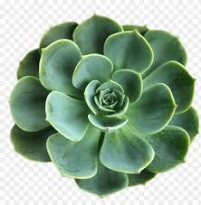 Hope you liked it!follow me: Laptop Backgrounds Laptop Wallpaper Tumblr Wallpaper Succulent With Transparent Background Png Image With Transparent Background Toppng