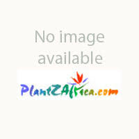 Image result for Ochna confusa