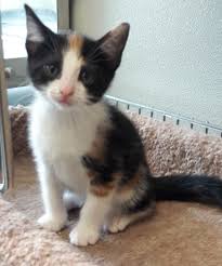 Please read this bio on the cats that are caged and contact the lady listed below to adopt or talk to her about the. Cats For Adoption