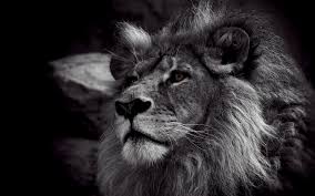 Amazon advertising find, attract, and engage customers: White Lion Wallpaper Hd Android