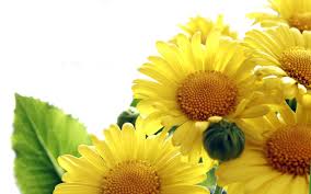 Cute Sunflower Wallpaper Attractive Sunflower Macro Wallpaper High Definition Wallpapers For Facebook Desktop Mobile Free Download Laptop With Quotes Pc Jpg A collection of the top 37 cute sunflower desktop wallpapers and backgrounds available for download for free. cute sunflower wallpaper attractive