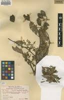 Image result for Dialium englerianum