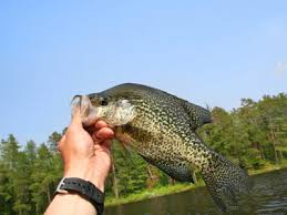 They are members of the sunfish family centrarchidae. Introduction To Crappie Fishing Tips Howstuffworks