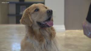 Maybe you would like to learn more about one of these? Humane Society Of Summit County To Celebrate Bark In The Park Wkyc Com