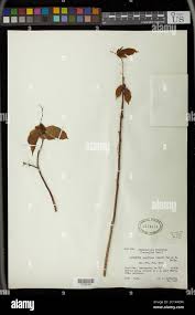 Image result for Alchornea laxiflora