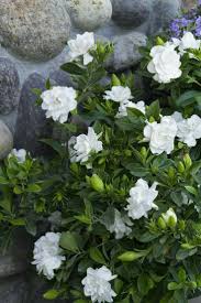 Pin By Maria Borus On Jardim Em Vaso Fragrant Flowers Shade Flowers Plants