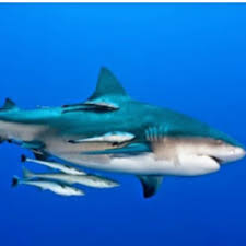 Materi ini sering di ajarkan pada siswa kelas 7 smp, biasa nya di bab pertama tentang manusia, tempat dan lingkungan, dengan sub babnya yaitu tentang pengertian ruang dan bangun ruang. Osem Leading Revision App