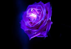 Download blue rose transparent and use any clip art,coloring,png graphics in your website, document or presentation. Blue Rose Flowers Nature Background Wallpapers On Desktop Nexus Image 1298710