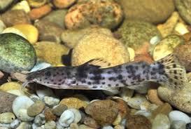 Image result for Macrotyloma ellipticum