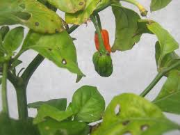 Is the carolina reaper the new hottest chilli in the world? Carolina Reaper Diary Part 3